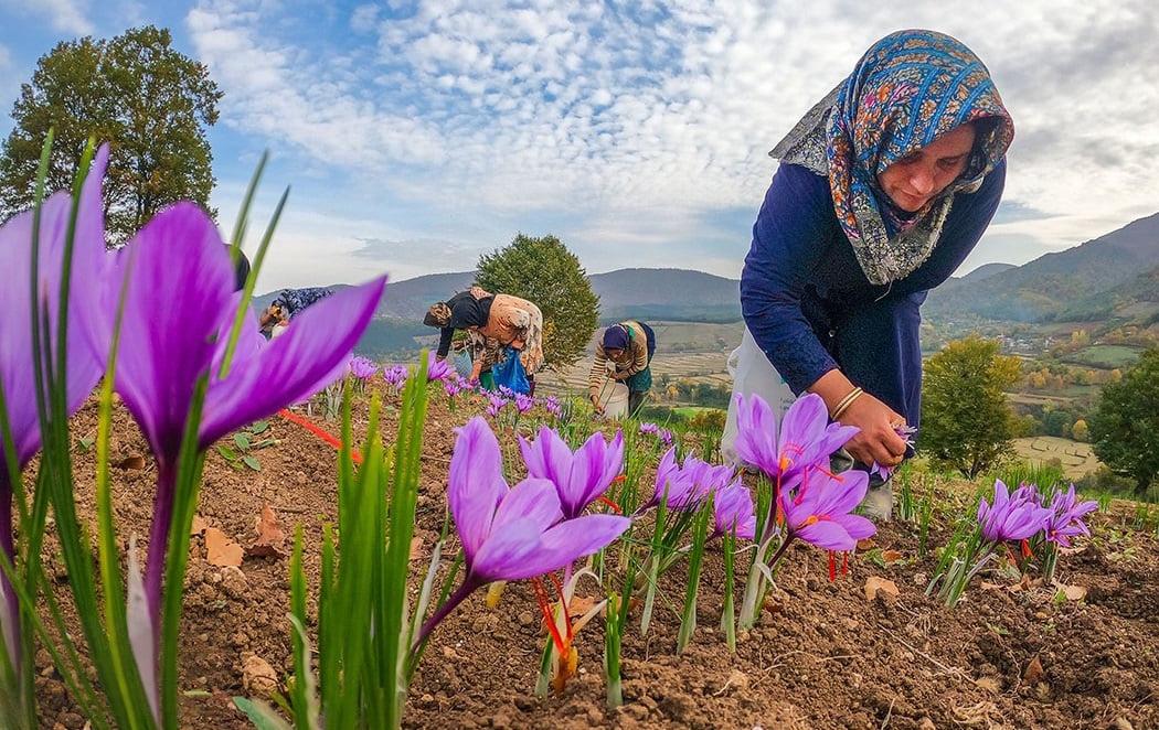شاهواره بهترین زعفران صادراتی زعفران نگین اصل زعفران پوشال درجه یک عصاره زعفران طبیعی